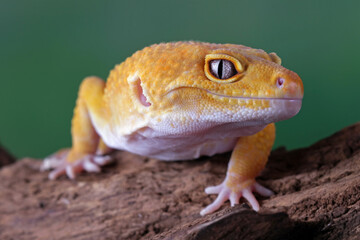 Leopard gecko lizard on wood with black background, eublepharis macularius, animal closeup
