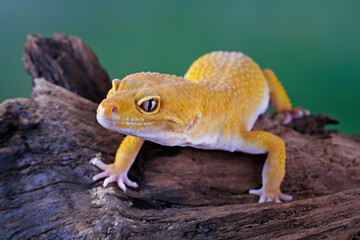 Leopard gecko lizard on wood with black background, eublepharis macularius, animal closeup