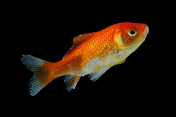 Comet goldfish in aquarium with black background