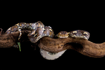 Indonesia python snake isolated on black background, non-venomous snake 
