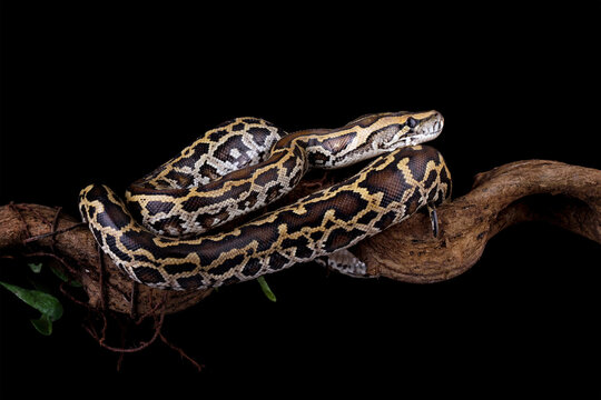 Python molurus bivittatus isolated on black background, Burmese python snake on branch, non-venomous snake