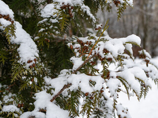 Thuja tree branches covered with white snow. Frosty winter day, frozen nature details, evergreen, coniferous tree.