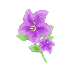 Watercolor flower and leaves illustration