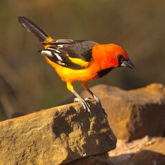 Altamira Oriole perched on a sunlit rock