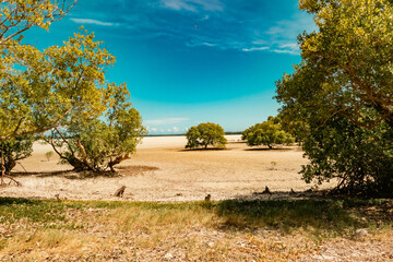 View of Mangrove Trees growing at Mida Creek during the low tide at Watamu, Malindi, Kenya