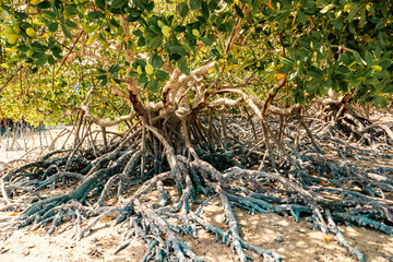 View of Mangrove forests on the sandy beach of Mida Creek during low tide in Watamu, Maliindi, Kenya