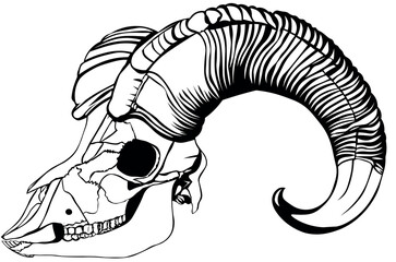 Black and White vector image of a mountain goat skull with horns on a white background