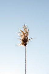 fluffy reeds against the background of a sunny blue sky