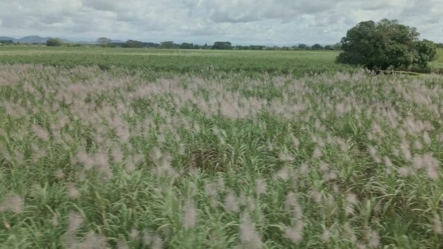 Drone view traveling through corn plantation - stock video