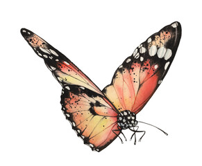 Watercolor monarch butterfly. Realistic orange insect isolated on white. Hand painted scientific illustrations. Detailed wings with black and white dots - 730905131