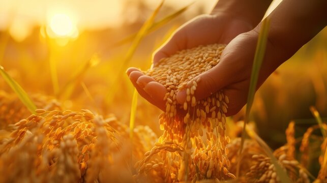 Close-up of hands tending Thai rice grains in the sunset light.