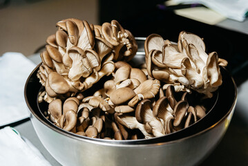 Fresh Oyster Mushrooms in Stainless Steel Bowl. A bountiful collection of fresh oyster mushrooms displayed in a shiny metal bowl, ready for gourmet cooking.