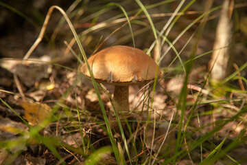 Close up view of brown cap boletus growing in forest..