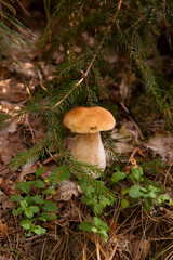 Porcini mushroom growing in pine tree forest at autumn season..