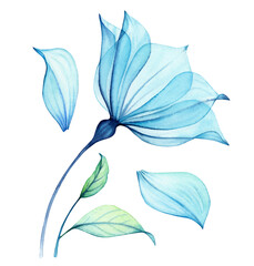 Watercolor Transparent Flower. Composition with big blue petals and leaves. Abstract painting with turquoise florals. Hand painted vibrant illustration - 730907579
