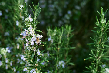 Honey bee collects nectar from blue flowers on rosemary plant. Bee pollinating purple flowers in spring garden.