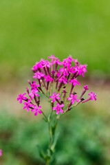 ムシトリナデシコ