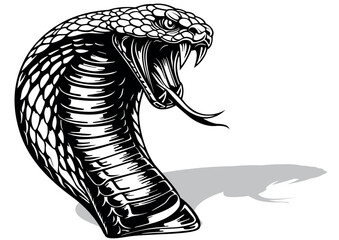 Drawing of an Indian Cobra Head with Open Mouth with Venom Teeth