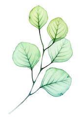 Watercolor Transparent Eucalyptus branch. Detailed leaves in green and turquoise colour. Hand drawn botanical illustration isolated on white. Abstract floral banner  - 730910194