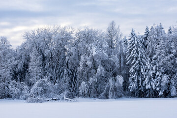 Blick auf winterlichen Waldrand