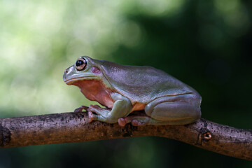 Dumpy frog on branch, tree frog front view, litoria caerulea, animals closeup