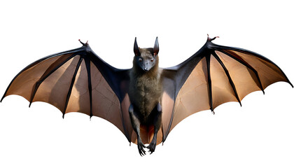 Illustration of a bat with outstretched wings