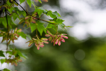 モミジの花