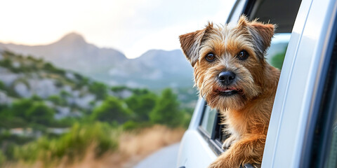 Portrait of a funny red puppy sticking its muzzle and paws out of the window of a white car during a trip. Travel concept with animals