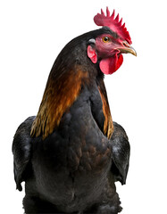 Close up portrait of a chicken