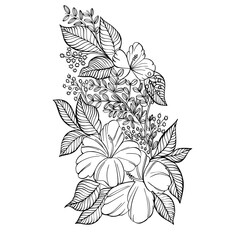 Hibiscus and golden wattle flower drawing. Hand drawn flower illustration. Botanical illustration of hibiscus. Flowers coloring page.