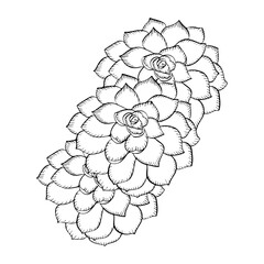 Echeveria or Morning beauty drawing. Hand drawn flower outline for invitations and coloring book.