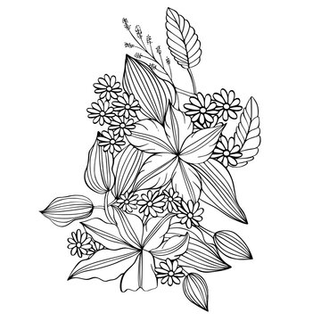 recommend clip art: Clematis flower drawing. Hand drawn flower outline. botanical illustration of Clematis. Flower illustration for invitations and coloring book.