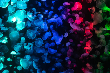 multi colored jellyfish Swimming in the dark sea There is beautiful light