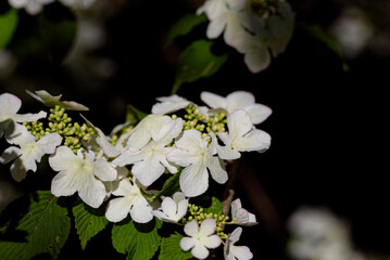 白いヤブデマリの花
