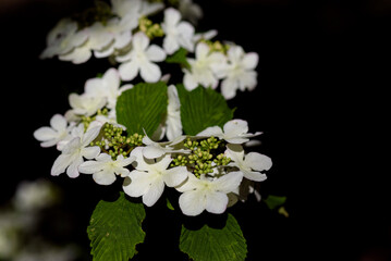 白いヤブデマリの花
