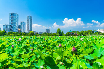 夏空広がる上野恩賜公園　不忍池の蓮とビル群【東京都・台東区】　
Ueno Park in summer. The lotus and buildings of "Shinobazu Pond" - Tokyo, Japan