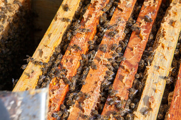 Open hive showing the bees swarming on a honeycomb..