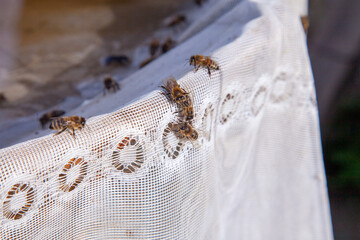 Bees drink water in summer on textile background..