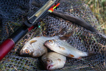 Several fish of common roach (Rutilus Rutilus) with float rod on black fishing net..