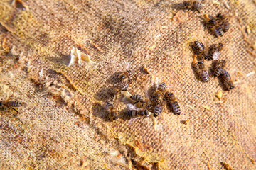 Bees swarming on vintage textile background..