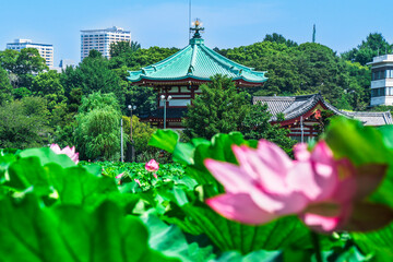 夏の上野恩賜公園　不忍池に咲く蓮の花と弁天堂【東京都・台東区】　
Ueno Park in summer. Scenery of "Shinobazu Pond" where lotus flowers bloom - Tokyo, Japan
