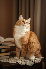 A photo of a beautiful red cat near a stack of books.