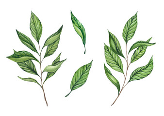 Set of watercolor green twigs with leaves isolated on a white background. Green, black and white tea, oolong. Baikhovy Indian tea, drink. Design and packaging of tea products.