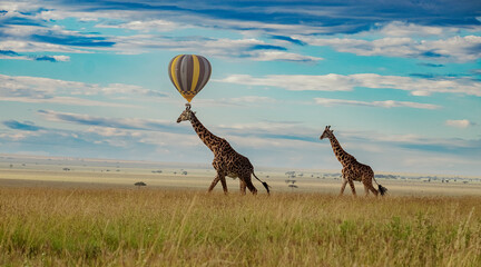 Miracle Balloon Safaris and giraffes in the Serengeti savannah