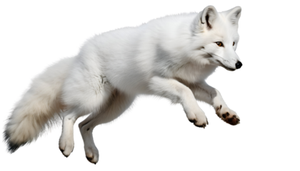Illustration arctic fox jump