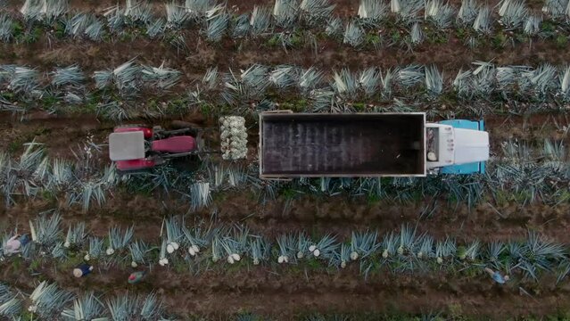 Harvesting agave in Tequila Mexico, aerial images above a agave fiel, this is the first step to produce tequila or Mezcal