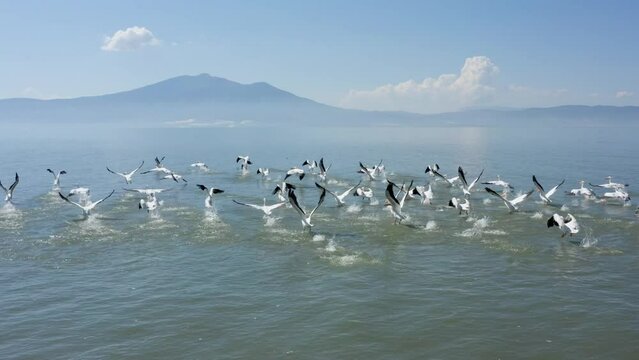 Amazing shot of the pelicans in the Chapala&acute;s Lake, the drone is flying over the misty lake