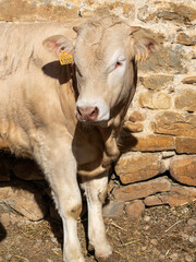 Brown Pyrenean cow. Protected cow in the stable. Brown cow from the Pyrenees exhibited at the Ainsa...