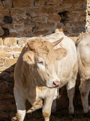 Brown Pyrenean cow. Protected cow in the stable. Brown cow from the Pyrenees exhibited at the Ainsa Huesca fair