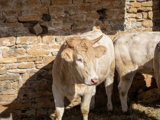 Brown Pyrenean cow. Protected cow in the stable. Brown cow from the Pyrenees exhibited at the Ainsa...